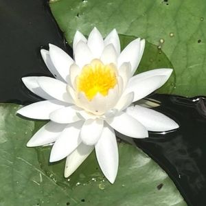 Meet your Posher, Ginger